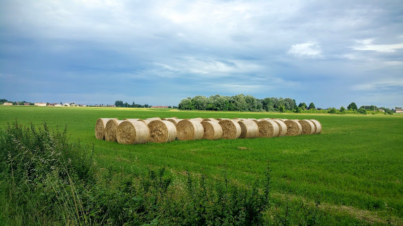 Pesticidi negli alimenti basso il rischio per i consumatori dellUe