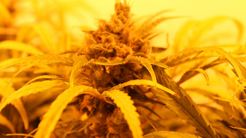 legalizzazione cannabis mariujana