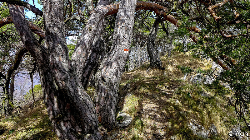 alberi secolari territorio