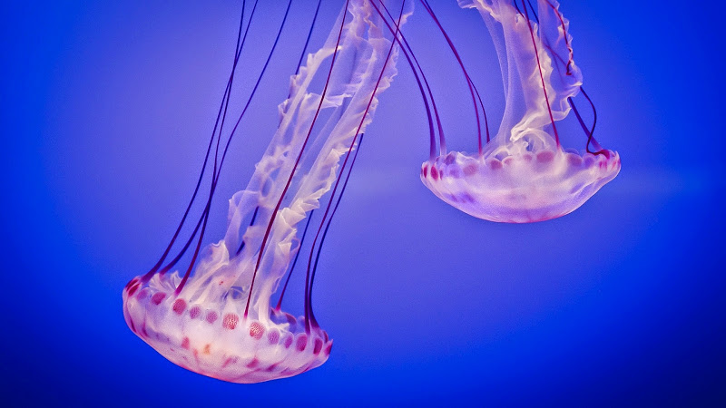 meduse